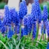 Kako posaditi muscari i brinuti se o njima